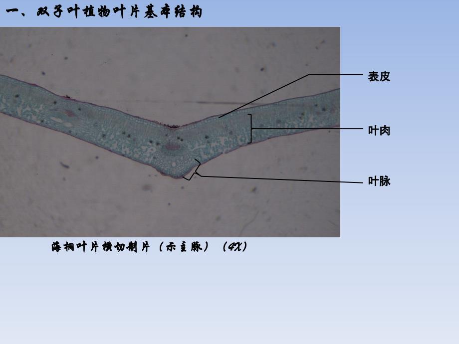 植物学实验四_第1页
