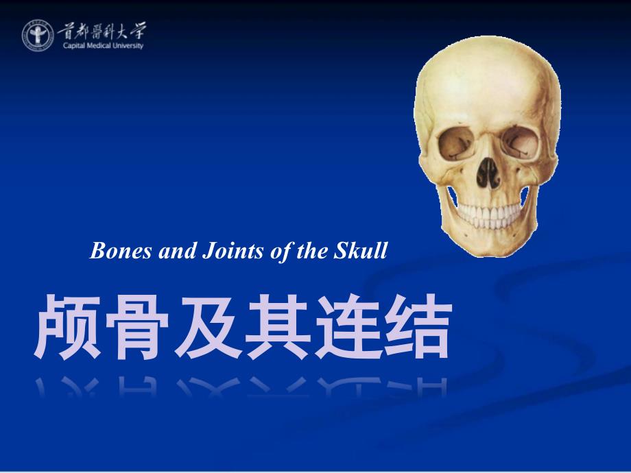 【课件-系统解剖学】_04 颅骨及连接_首都医科大学_第1页