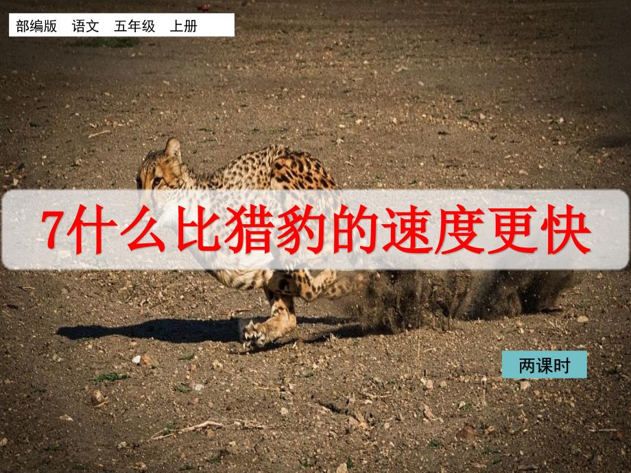 新部编版五年级语文上册7、《什么比猎豹的速度更快》教学课件（两课时）_第1页