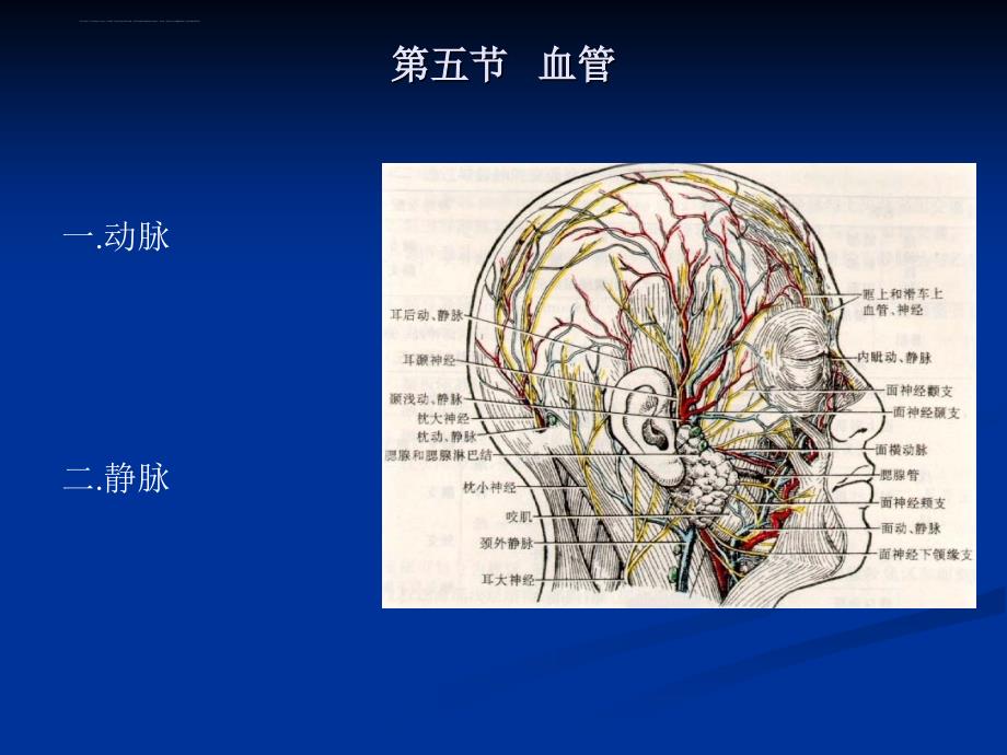 第五节 血管课件_第1页