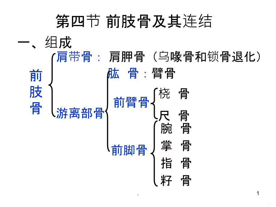 前肢骨及其连结PPT课件_第1页