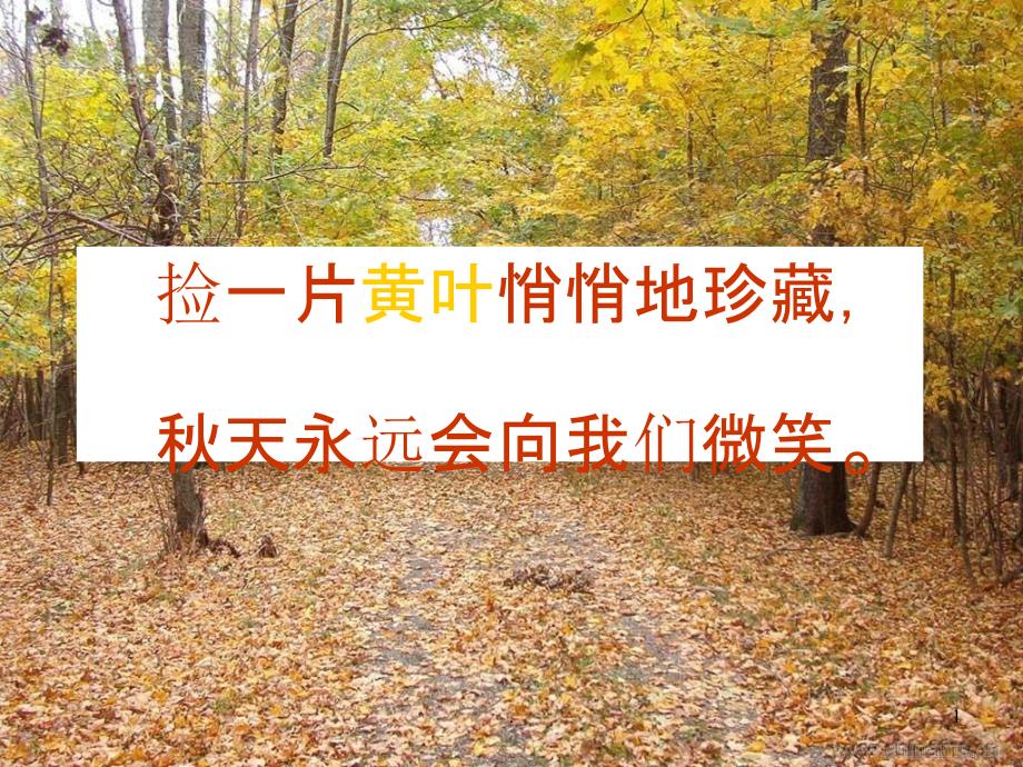苏教版小学语文第九册习作3《秋天的树叶》精ppt课件_第1页