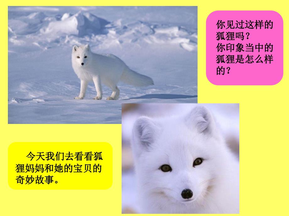 《小狐狸买手套》-_第1页