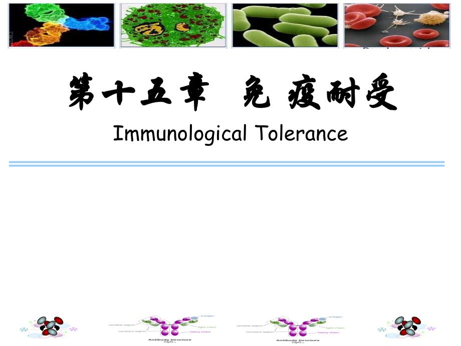 医学免疫学-15免疫耐受-w2015_第1页