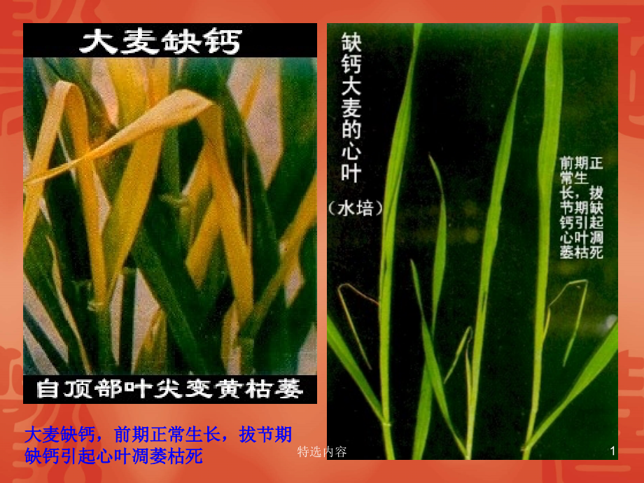 植物缺钙症状（教学教资_第1页