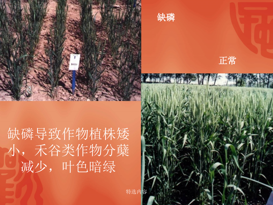 植物缺磷症状（教学教资_第1页