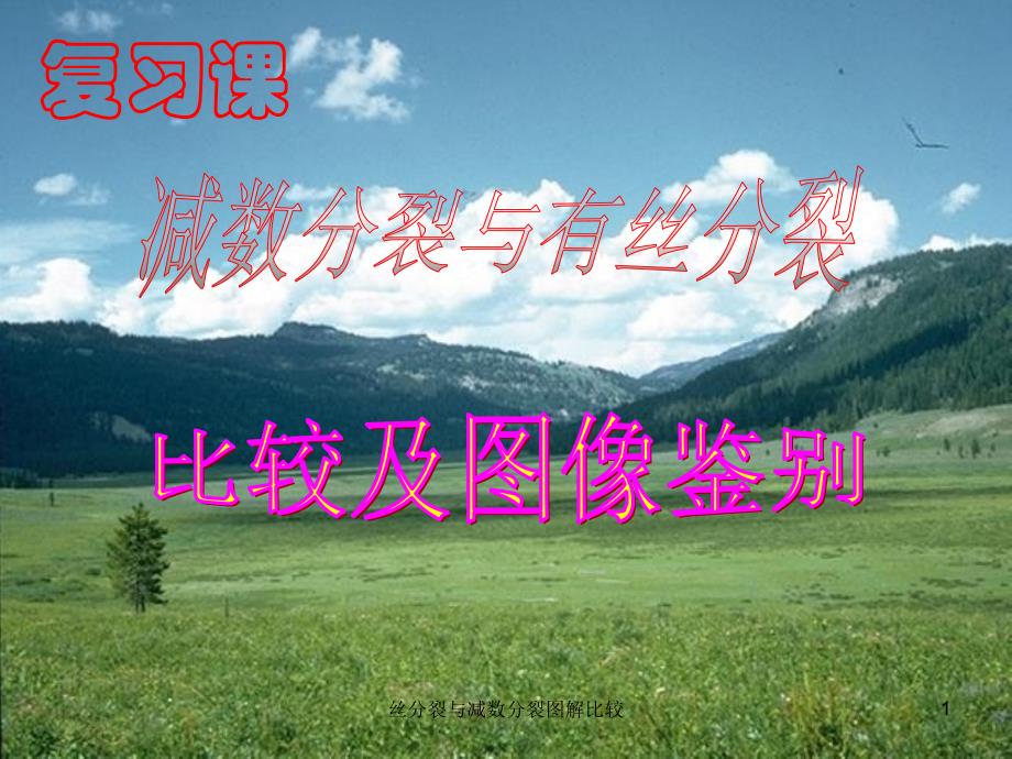 丝分裂与减数分裂图解比较课件_第1页