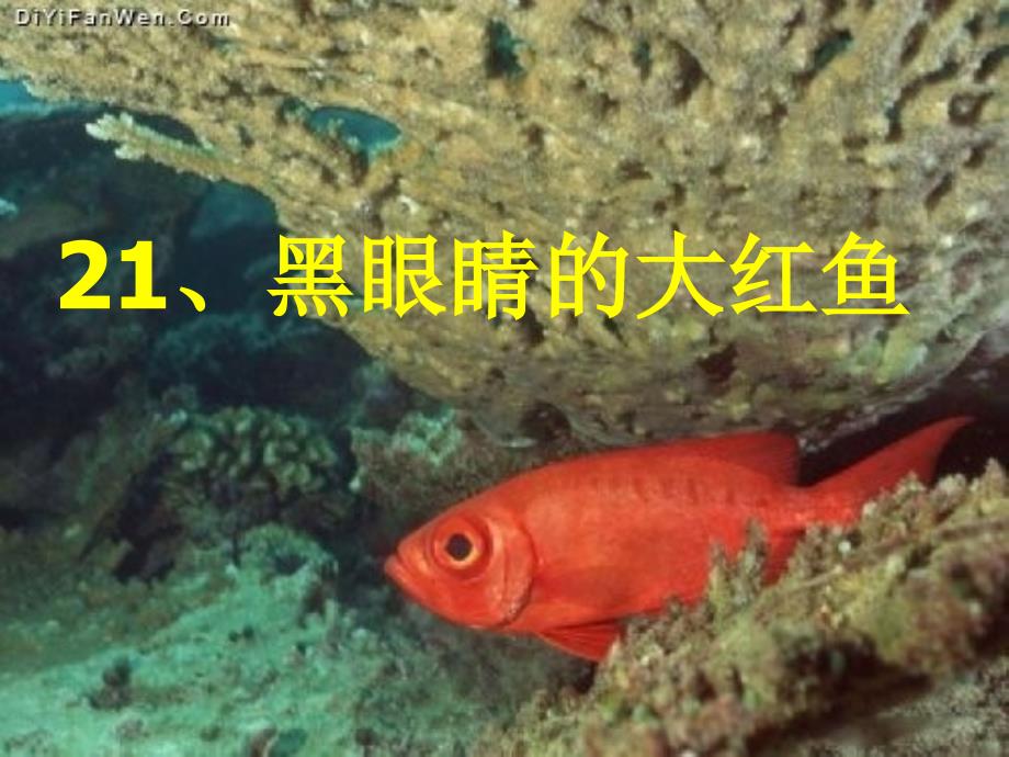 三年级语文下册 黑眼睛的大红鱼课件 鄂教版 课件_第1页
