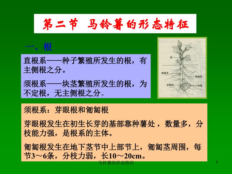 马铃薯的形态特征课件_第1页