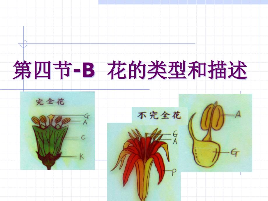 药用植物分类：第四节-B花的类型和描述_第1页