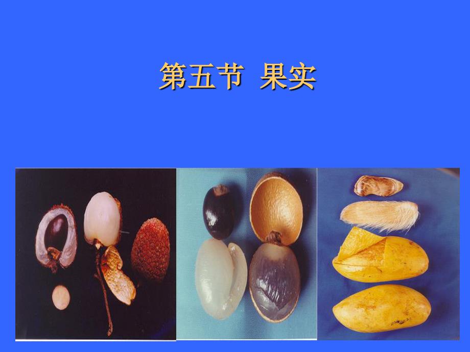 药用植物分类：第五节果实_第1页