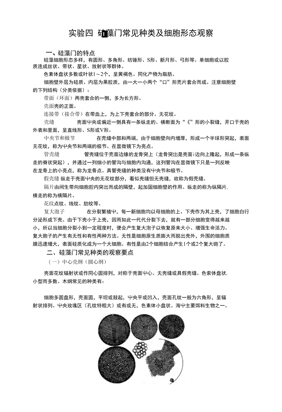 实验四硅藻门常见种类及细胞形态观察_第1页