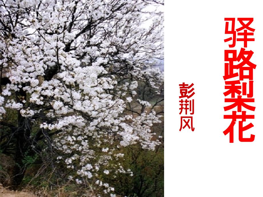《驿路梨花》演示课件_第1页