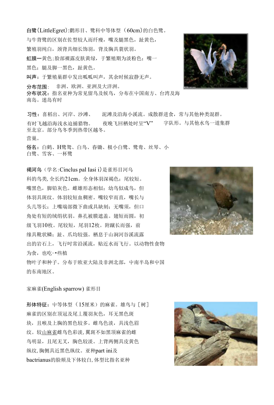 金沙所观察到得鸟_第1页