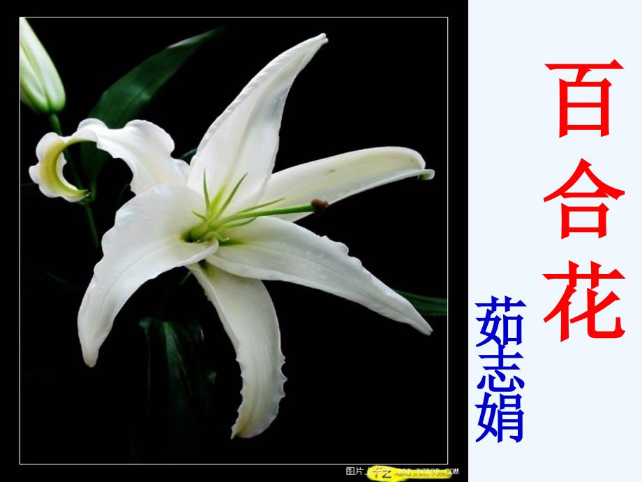 百合花（上课用）_第1页