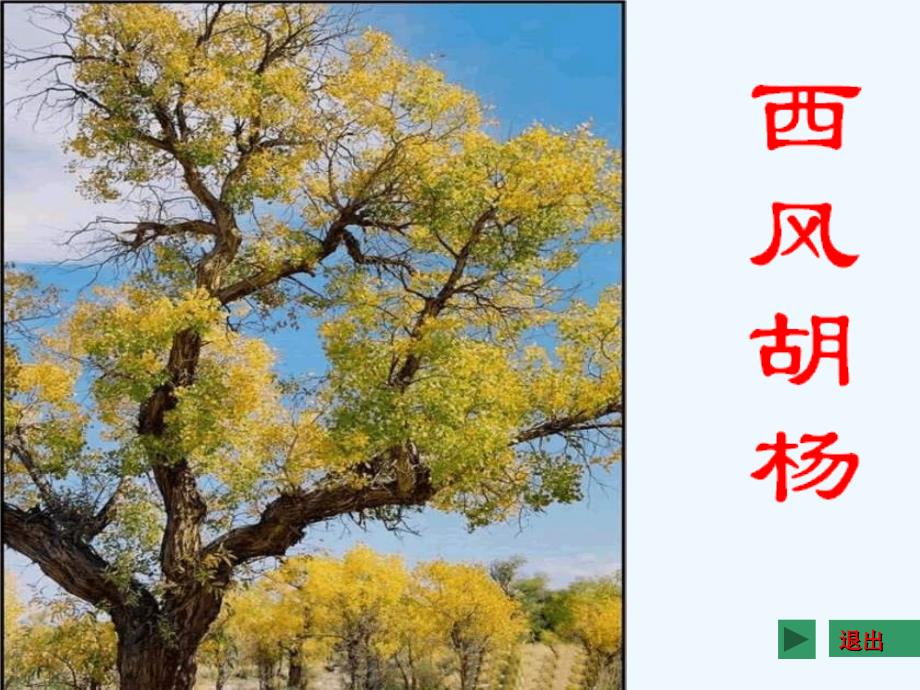 语文S版《西风胡杨》执教课件_第1页