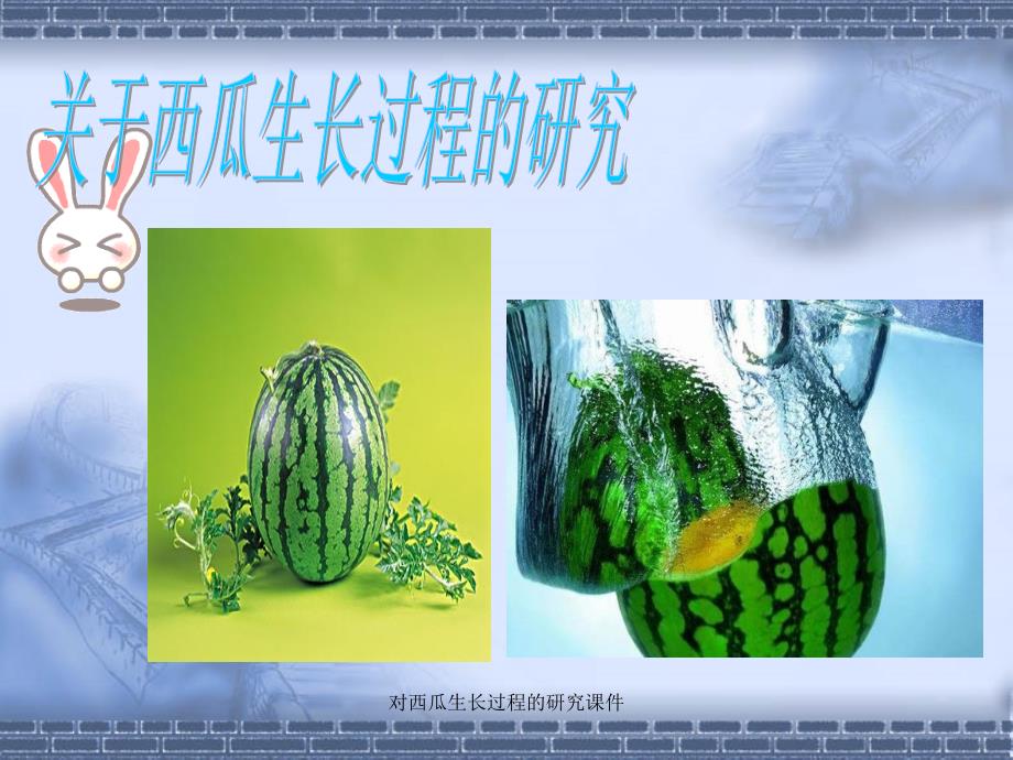 对西瓜生长过程的研究课件_第1页
