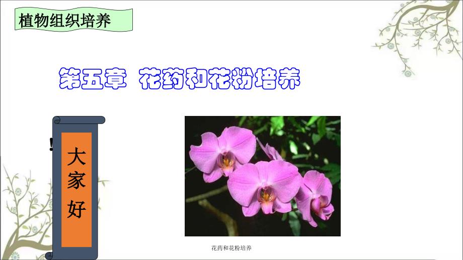 花药和花粉培养课件_第1页