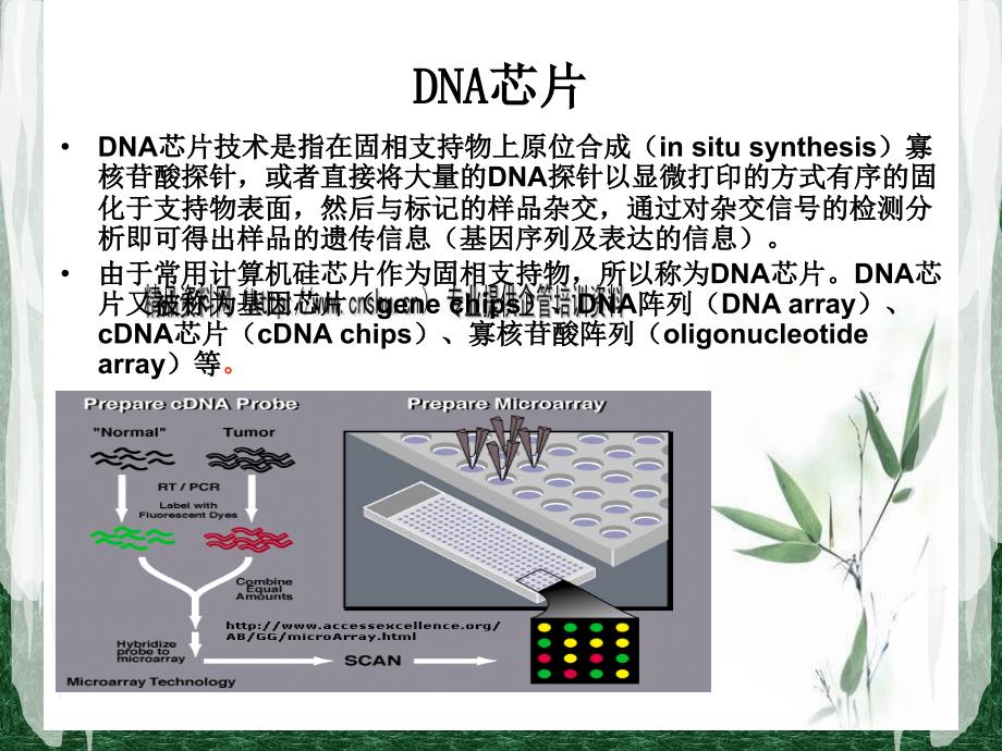 DNA芯片原理、分类与操作_第1页