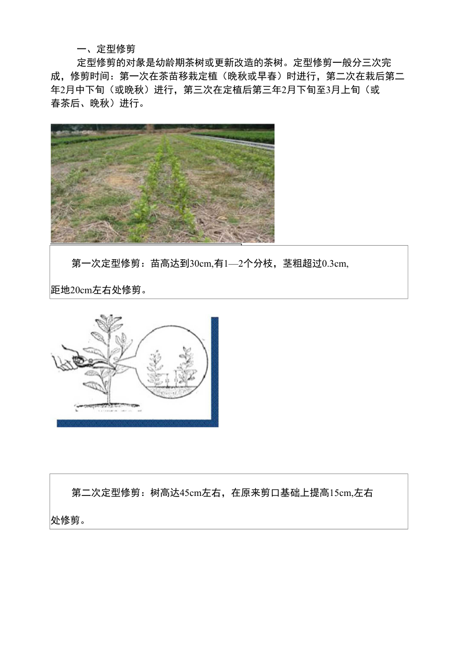 茶树修剪林学农林牧渔专业资料_第1页