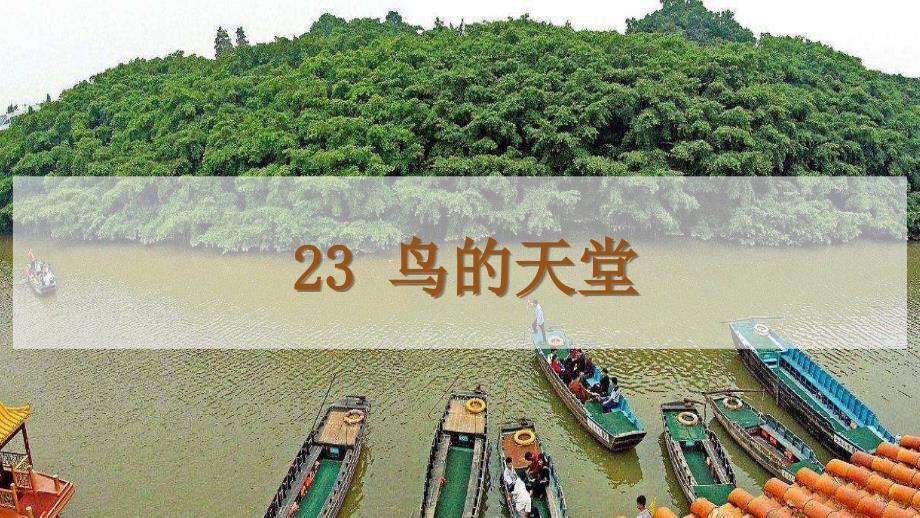 部编人教版五年级上册语文《23.鸟的天堂》课件_第1页