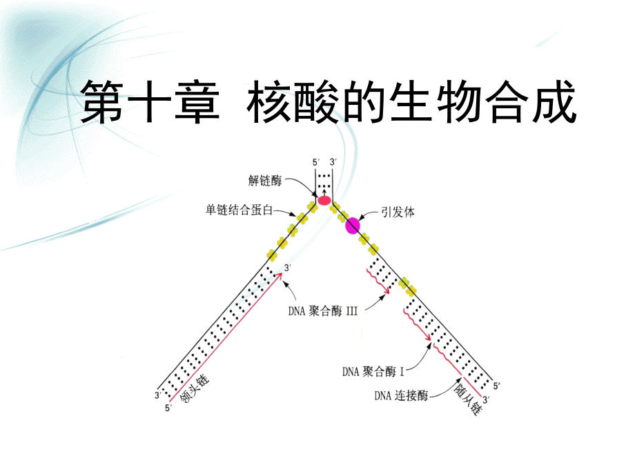 生物化学：第十章核酸的生物合成_第1页
