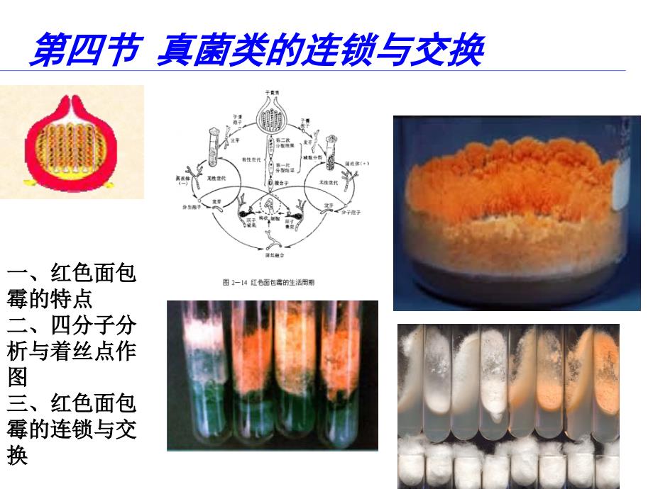 普通遗传学：第四节 真菌类的连锁与交换_第1页