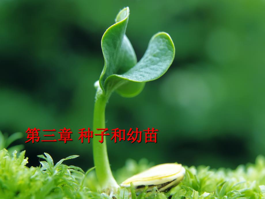 植物学：第三章 种子和幼苗_第1页