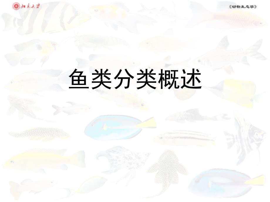 动物生态学：第06讲 鱼类分类概述_第1页
