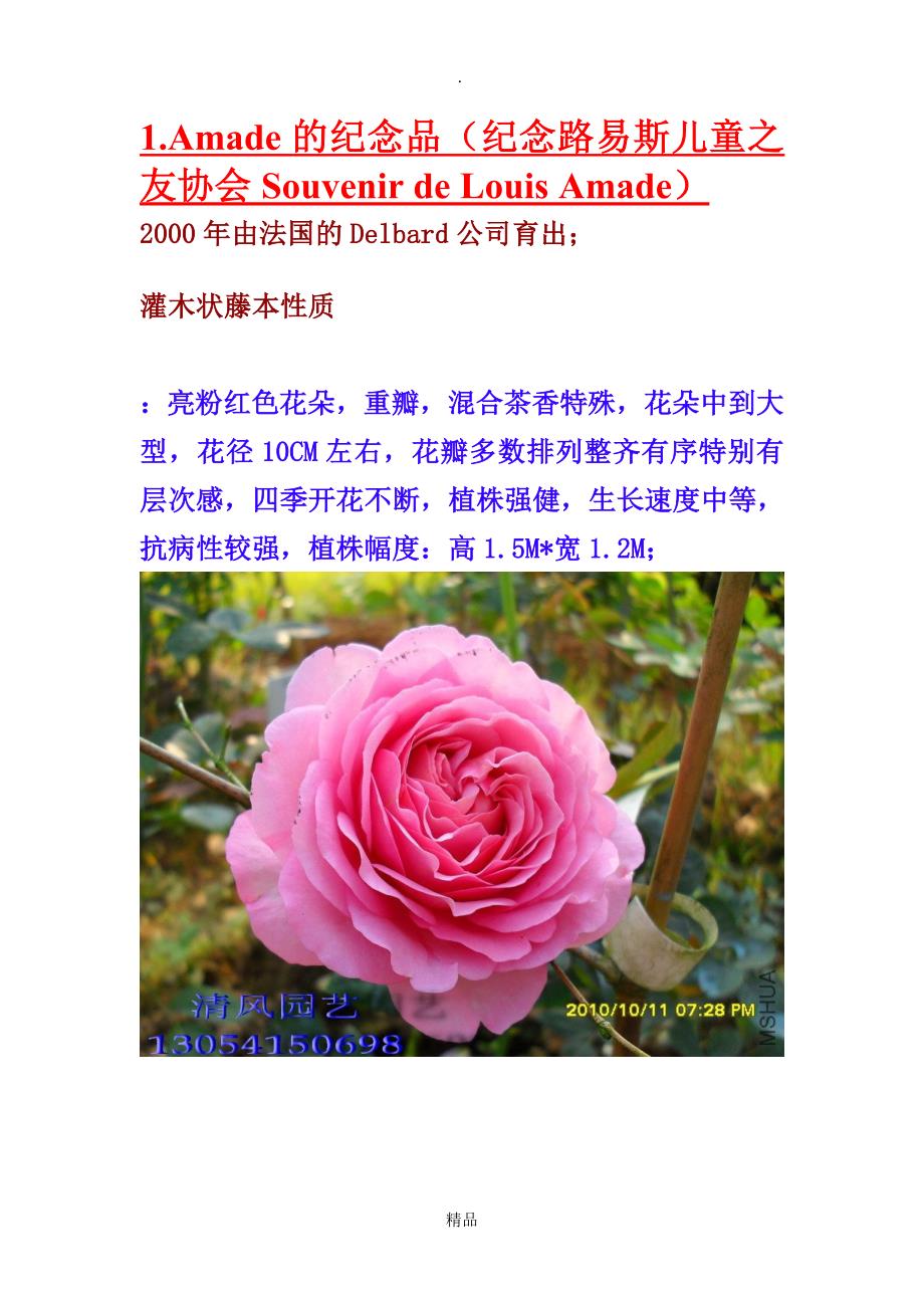 超详细月季品种介绍_第1页