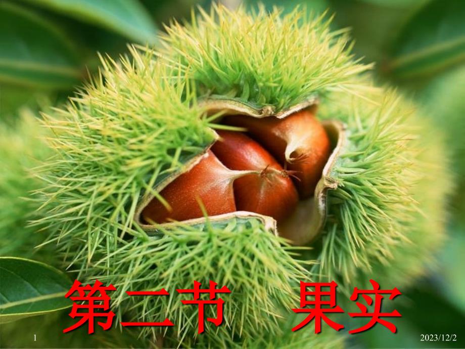植物学：9-fruit果实-2_第1页