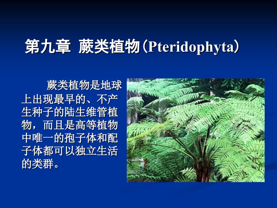 植物学：蕨类植物_第1页