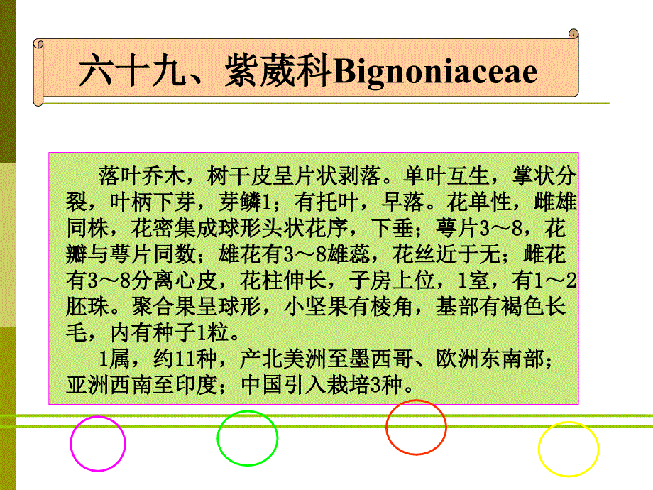 园林植物学：第三十五章 管花目-紫葳科、苦苣苔科_第1页
