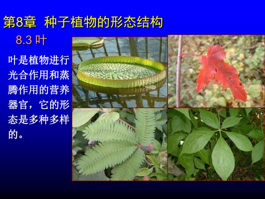 植物学课件：第8章种子植物的形态结构-3,4_第1页