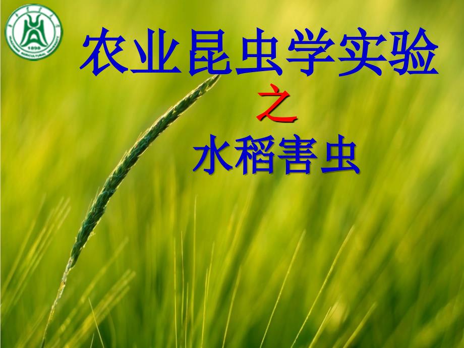农业昆虫学实验：水稻害虫_第1页