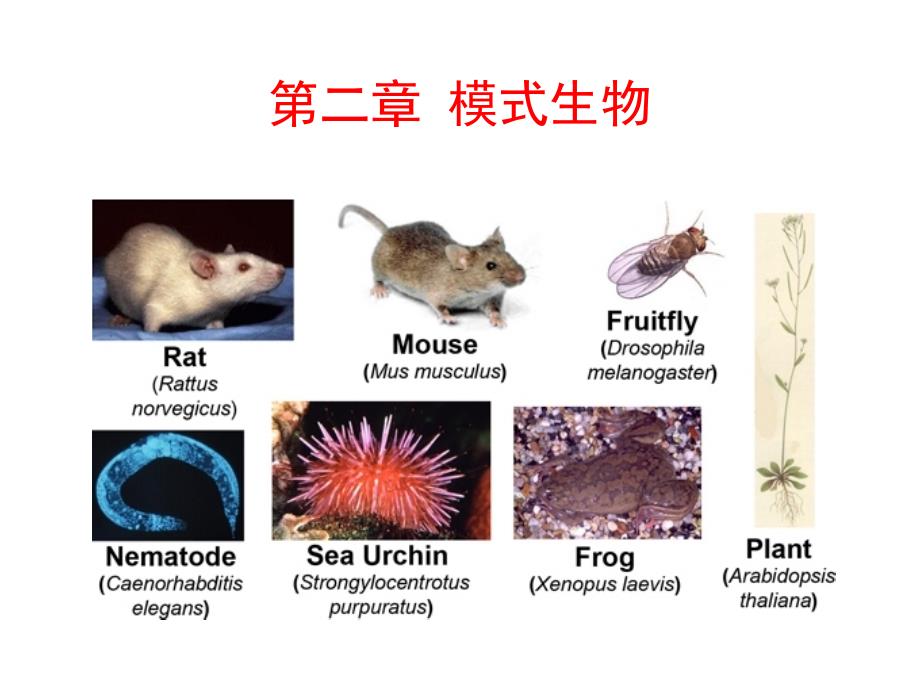 发育生物学：2 模式生物_第1页