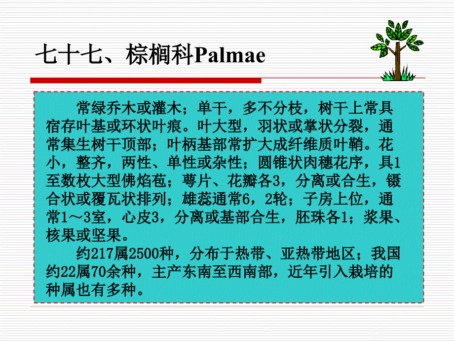 园林植物学：第四十一章 棕榈目-棕榈科_第1页