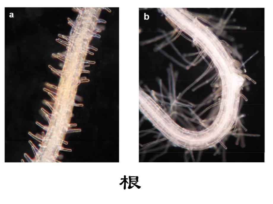 植物形态解剖学：root-1_第1页