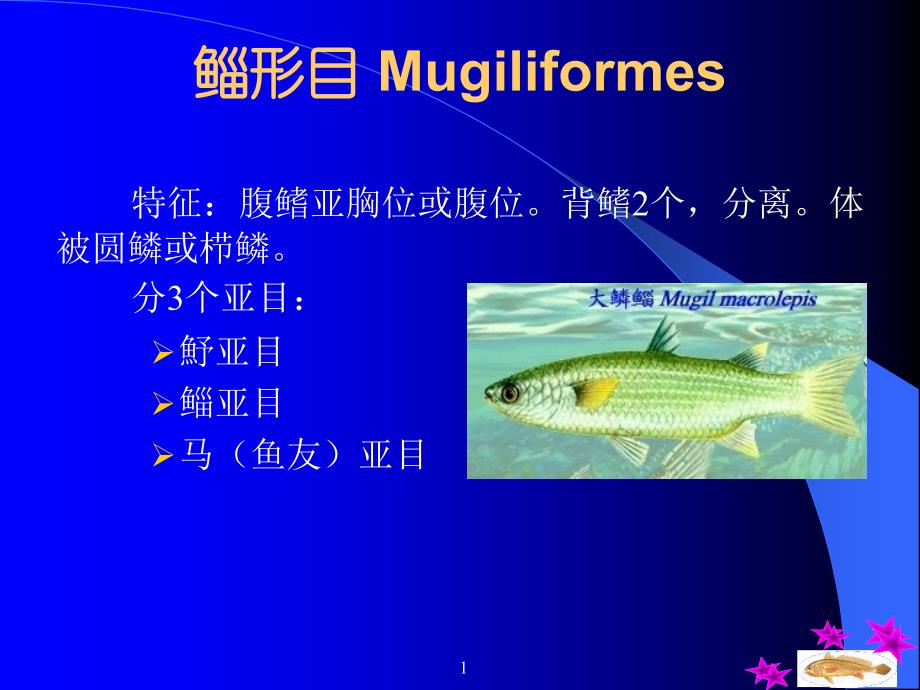 鱼类学：鲻形目 Mugiliformes_第1页