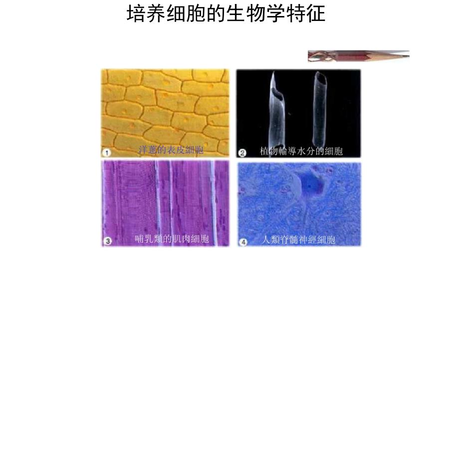 细胞工程动物组织和细胞培养(精)_第1页