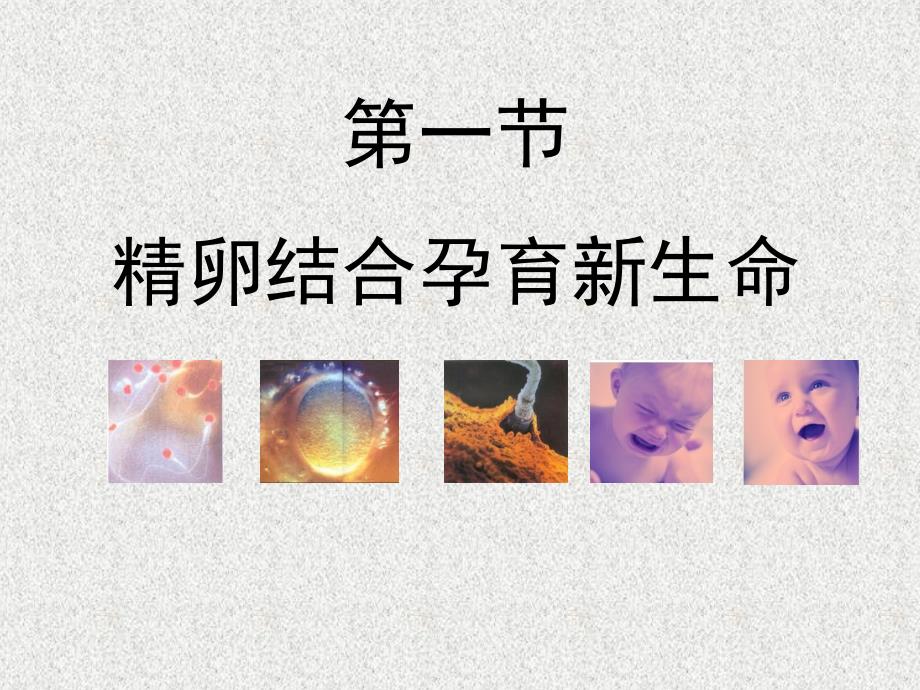 苏教初中生物七年级下册《8第1节-精卵结合孕育新的生命》word教案-(1)-_第1页