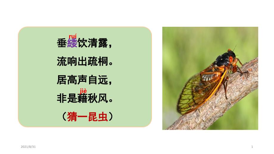 19课《蝉》-公开课PPT课件_第1页