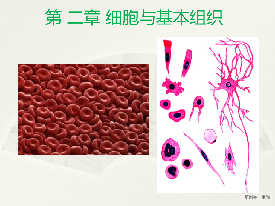解剖学 细胞(经典实用)_第1页