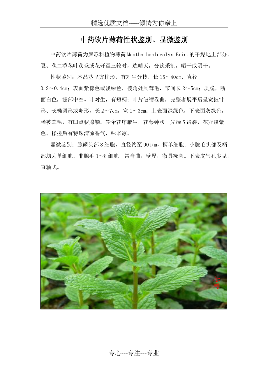 薄荷性状鉴别、显微鉴别(共4页)_第1页