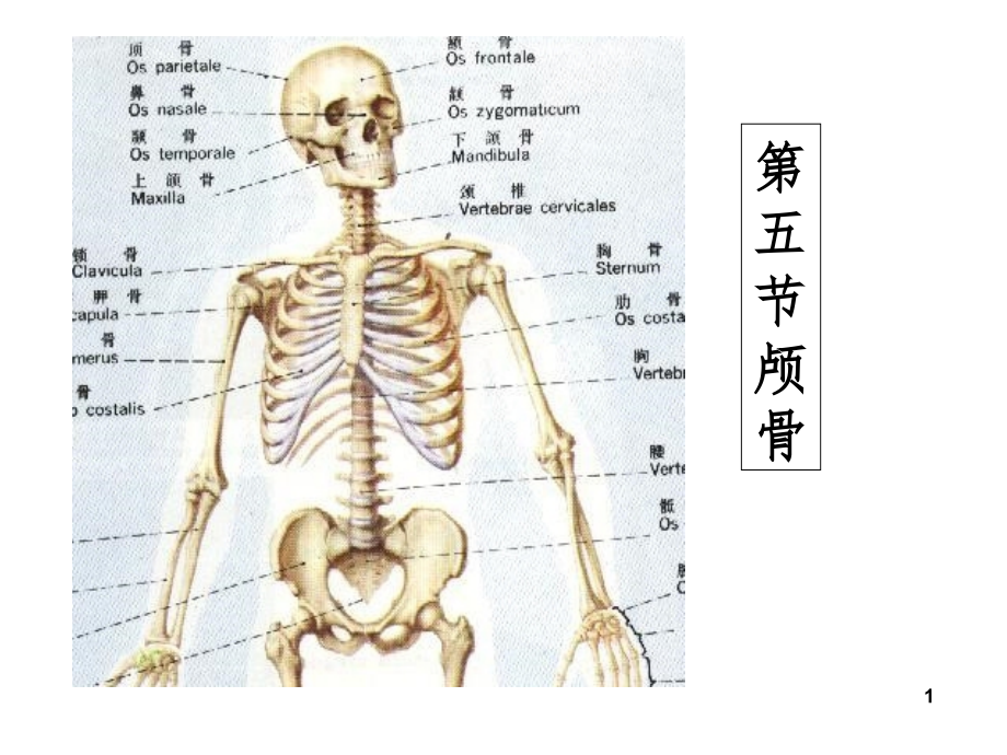 《颅骨及连结》PPT课件_第1页