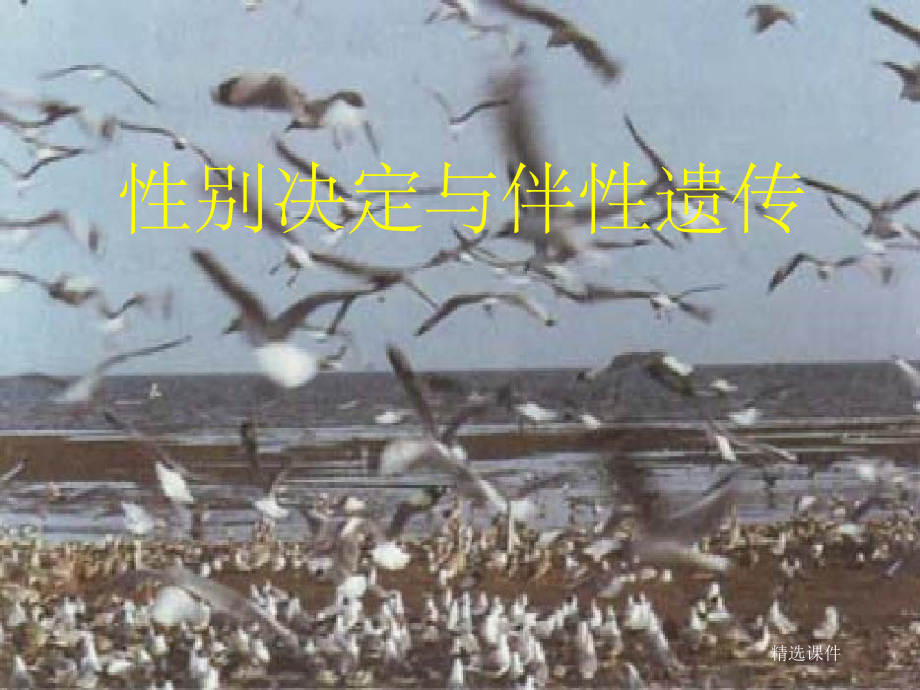 《别决定与伴遗传》_第1页