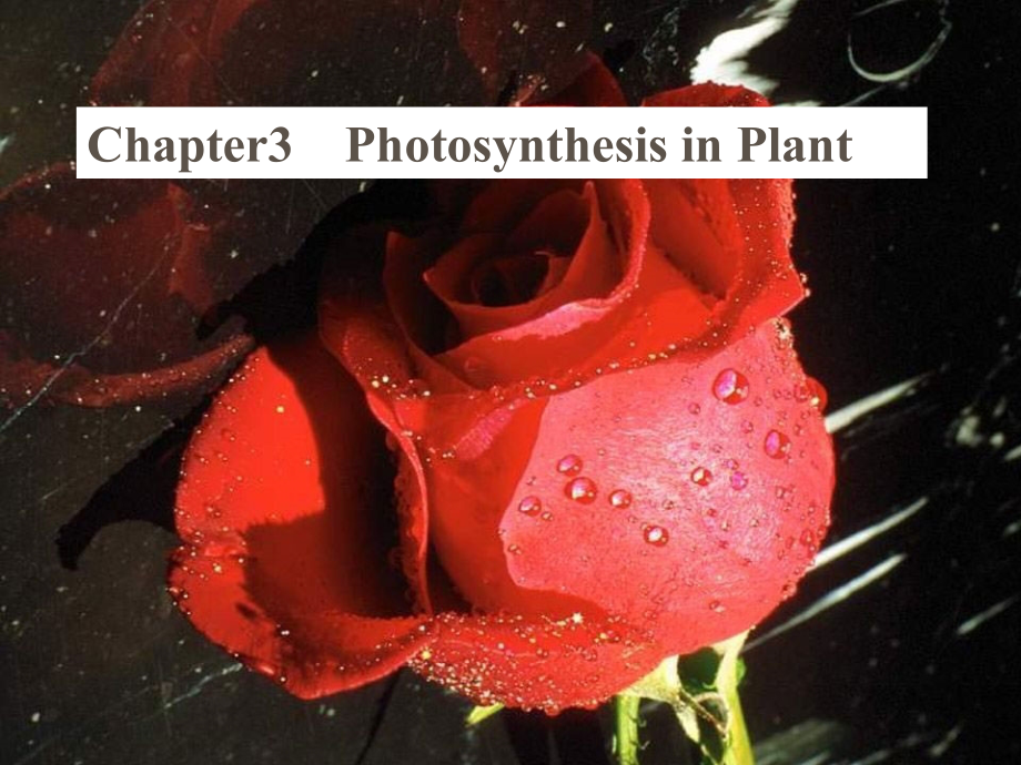 人教版科学六年级上册第一章第3课《植物的光合作用》ppt课件1_第1页