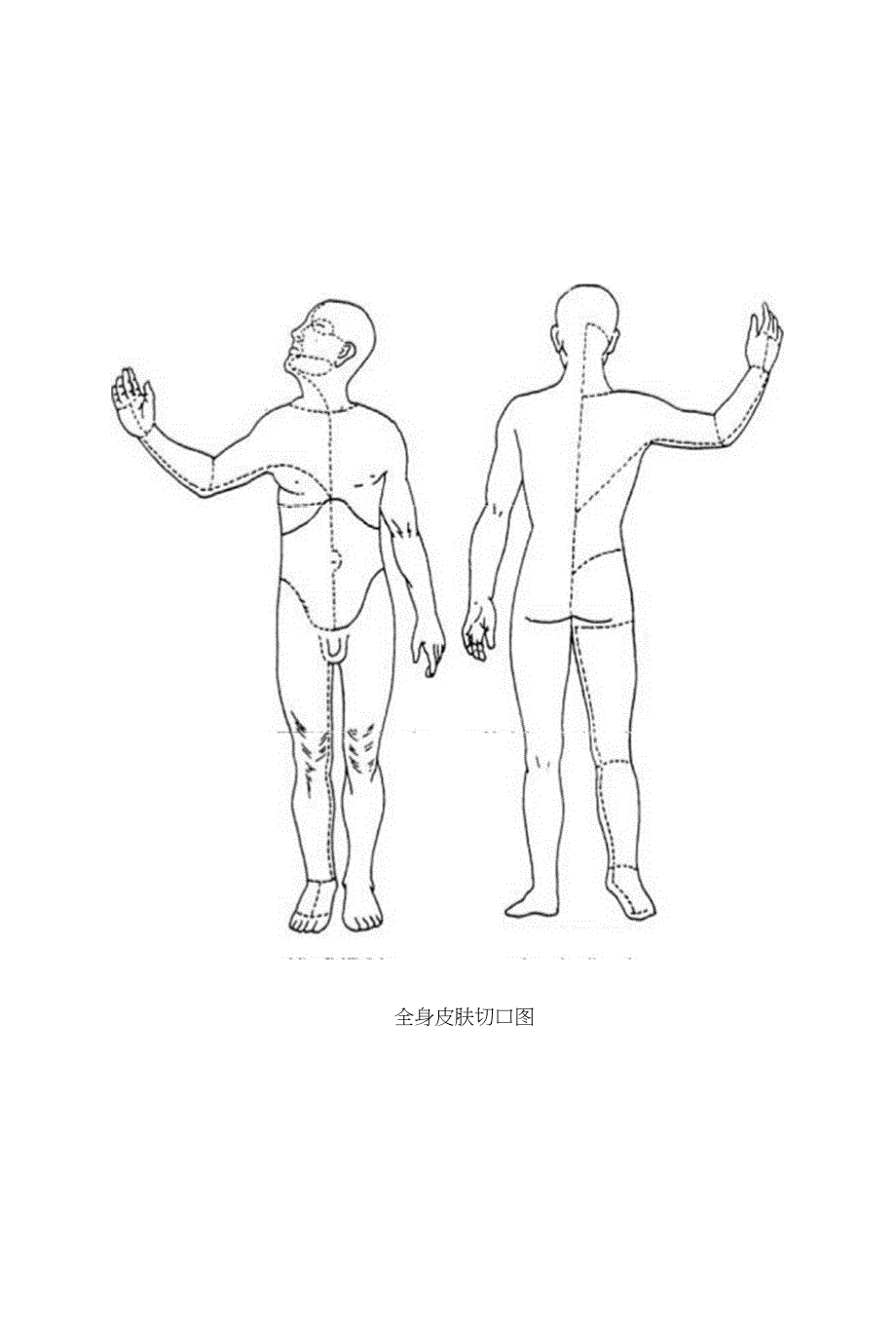 局部解剖操作指导12_第1页