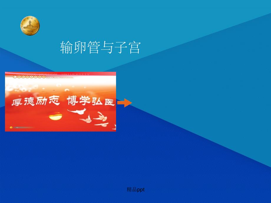 《输卵管与子宫》_第1页