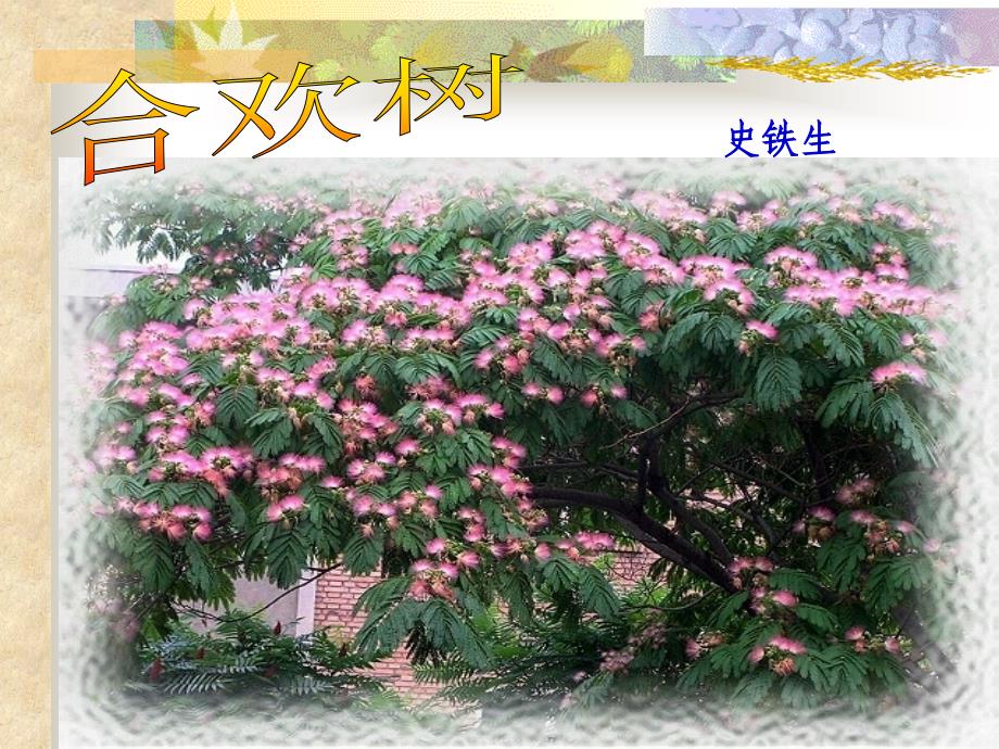 合欢树(借鉴各课件优点)_第1页